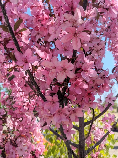 bubble gum pink blooms on show time crabapple