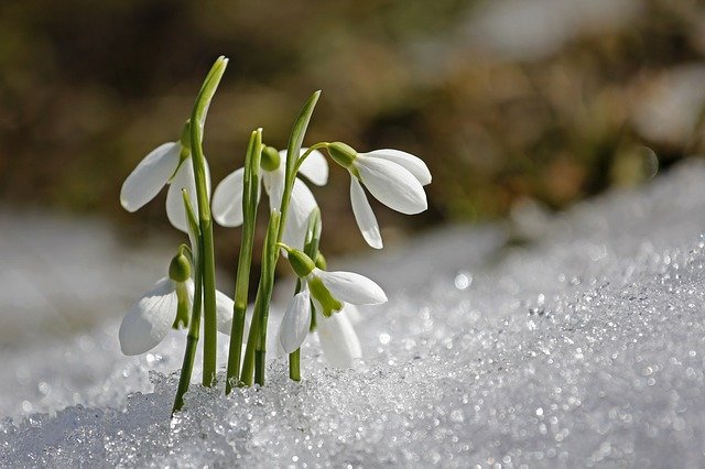 Snowdrop flower in the snow