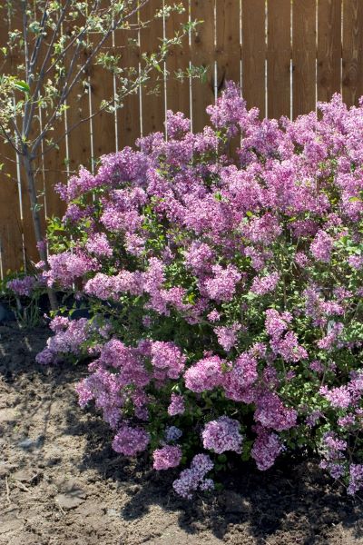 Bloomerang® Lilac Shrub