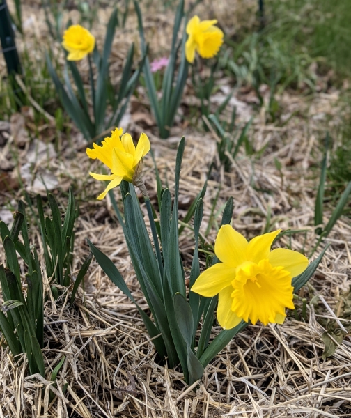 Yellow daffodils bloomin in early spring