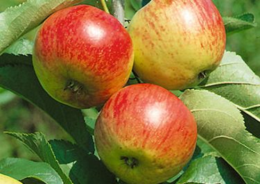 liberty apples on branch of a fruit tree