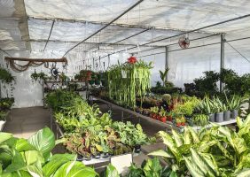 large variety of houseplants in the greenhouse