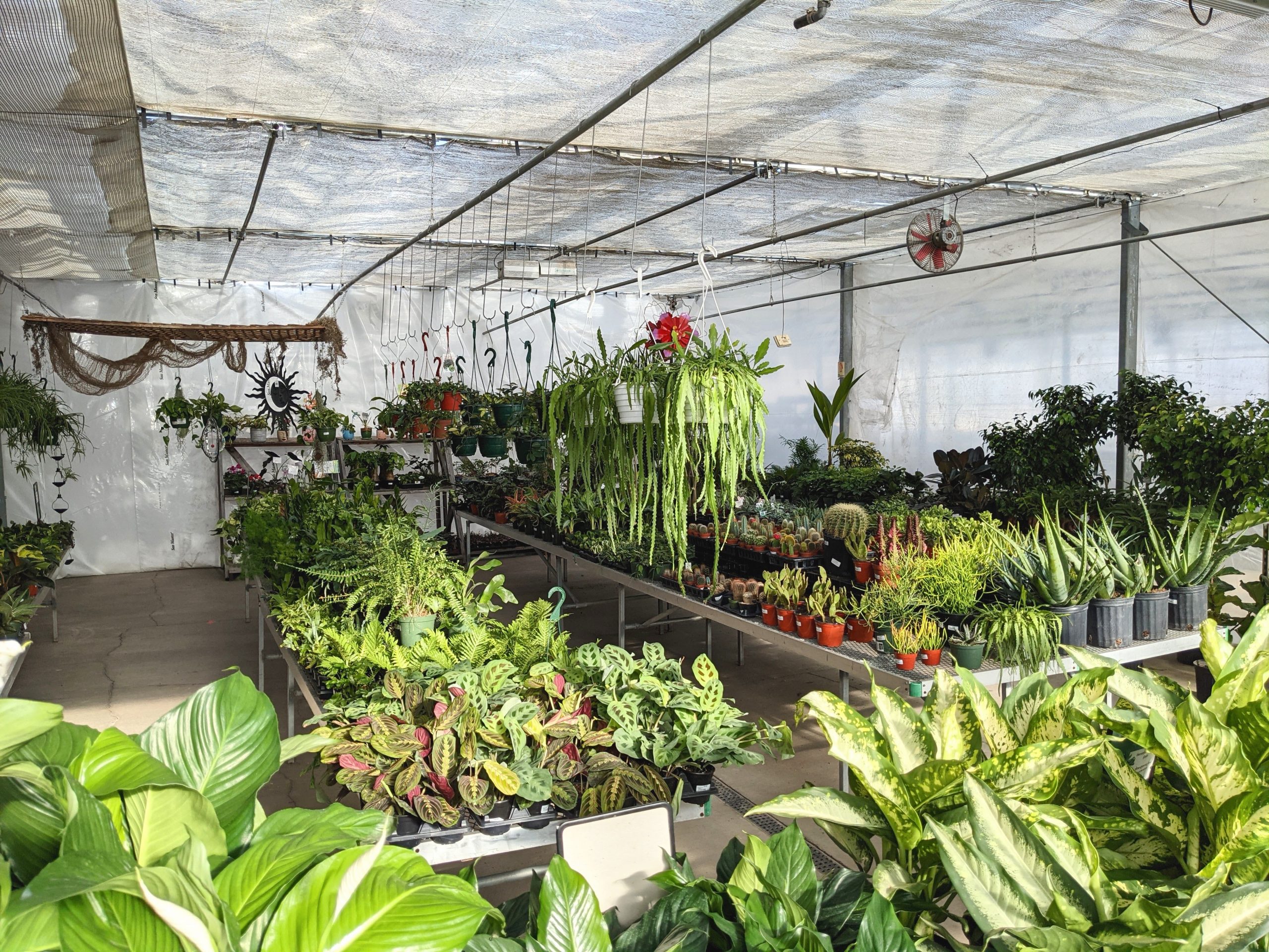 large variety of houseplants in the greenhouse