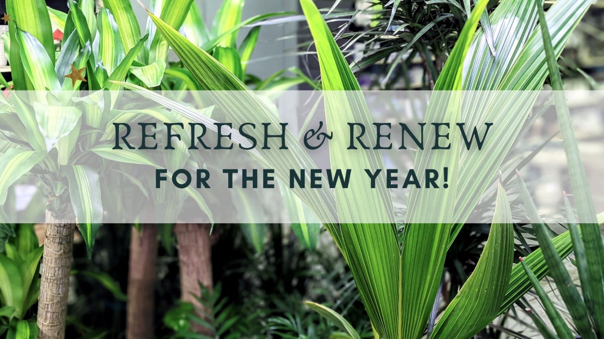 large houseplants behind refresh and renew for the the new year banner