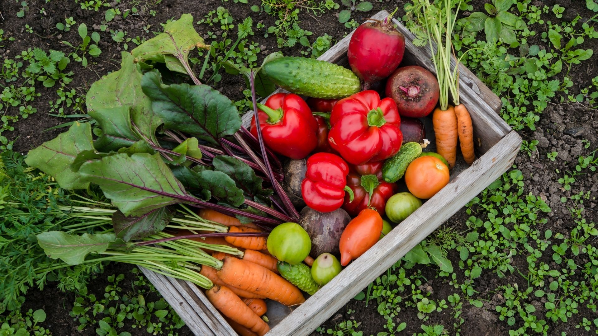 vegetables in a bin