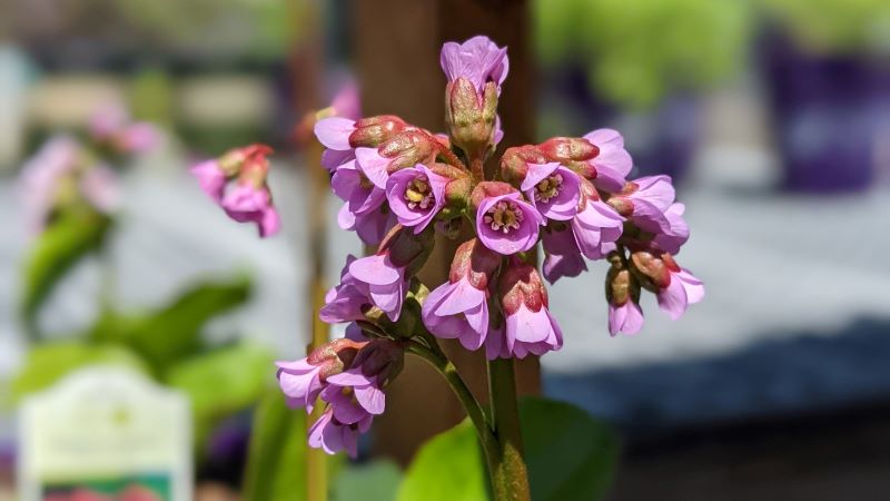 spring flowering perennial Purple Bergenia a.k.a pigsqueak with cluster of purple flowers. 