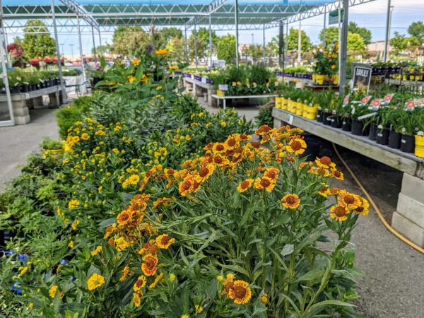 blanket flower in the perennial section