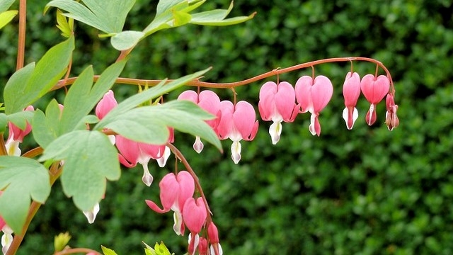spring flowering perennial Pink heart-shaped flowers hanging from outstretched stem of a bleeding heart perennial plant. 