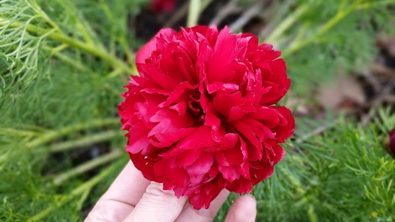 close up of a red bloom of the spring flowering perennial, fernleaf peony, 