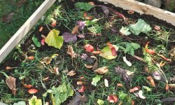 compost bin full of decompostables