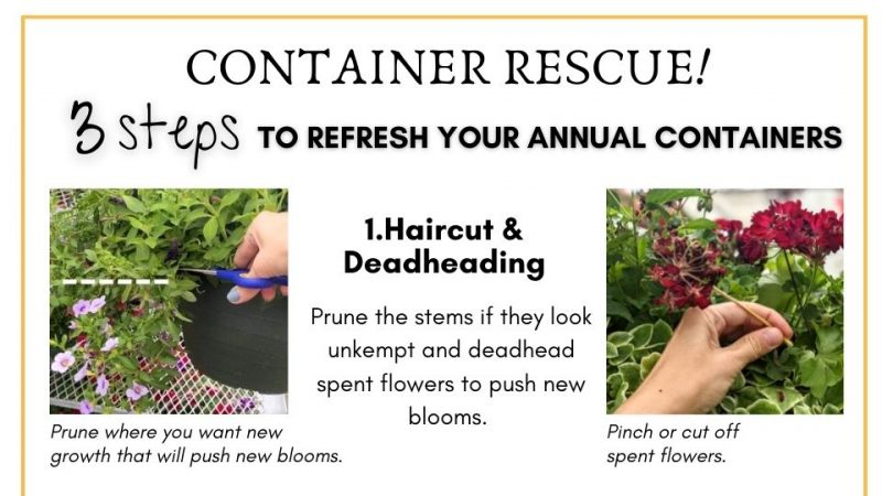 Container rescue! 3 Steps to refresh your annual container image. 

Haircut or deadhead spent blooms.