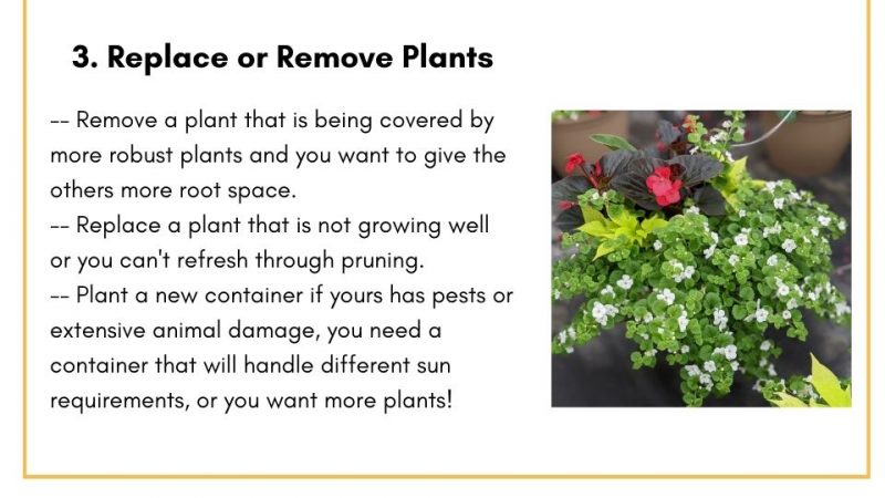 Replace or remove plants to fill in your container. 