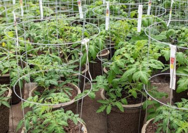 large tomato plants in containers