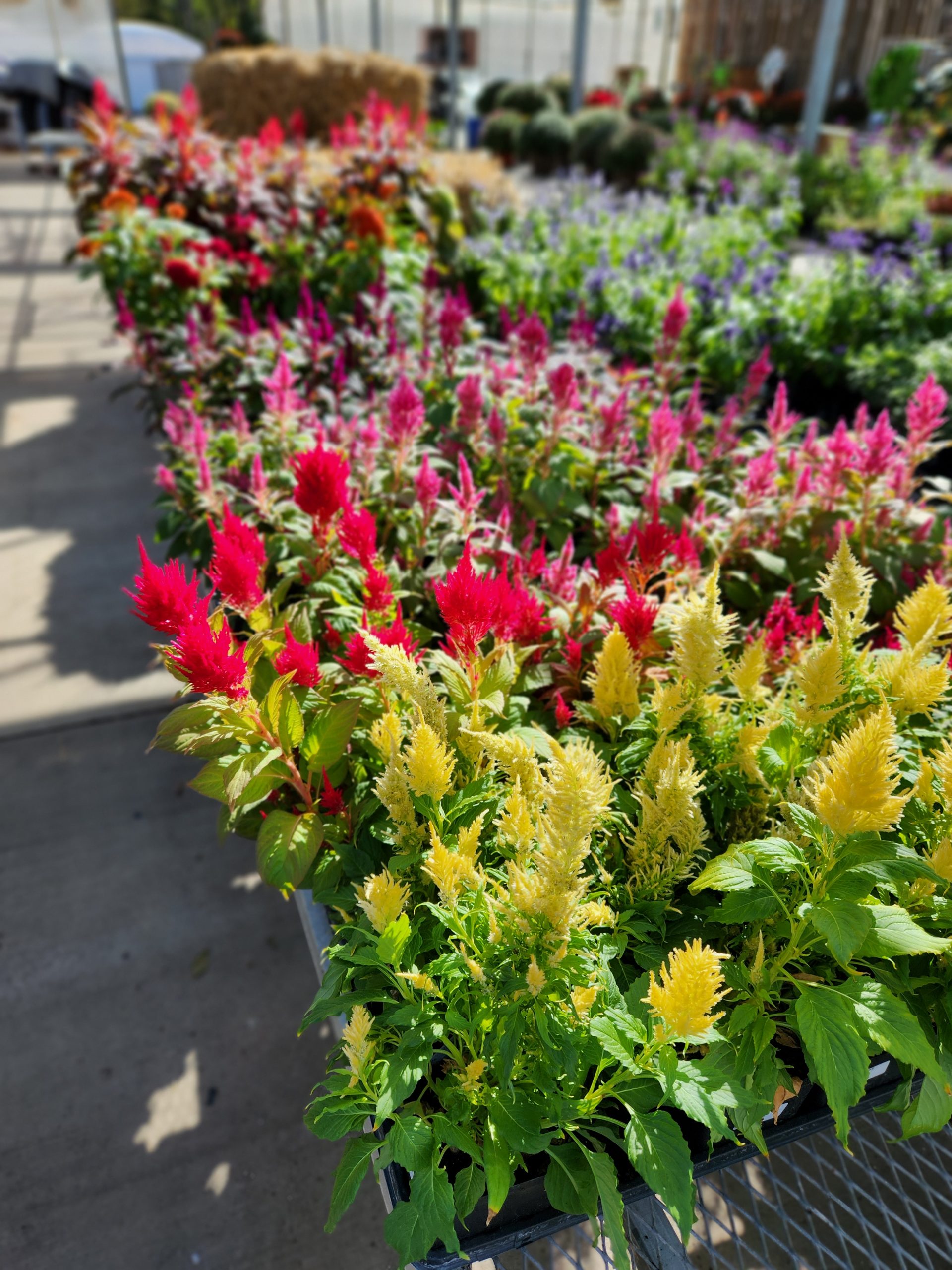 red, yellow, and dark pink celosia