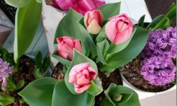pink tulips from a top angle and purple hyacinth in the early spring