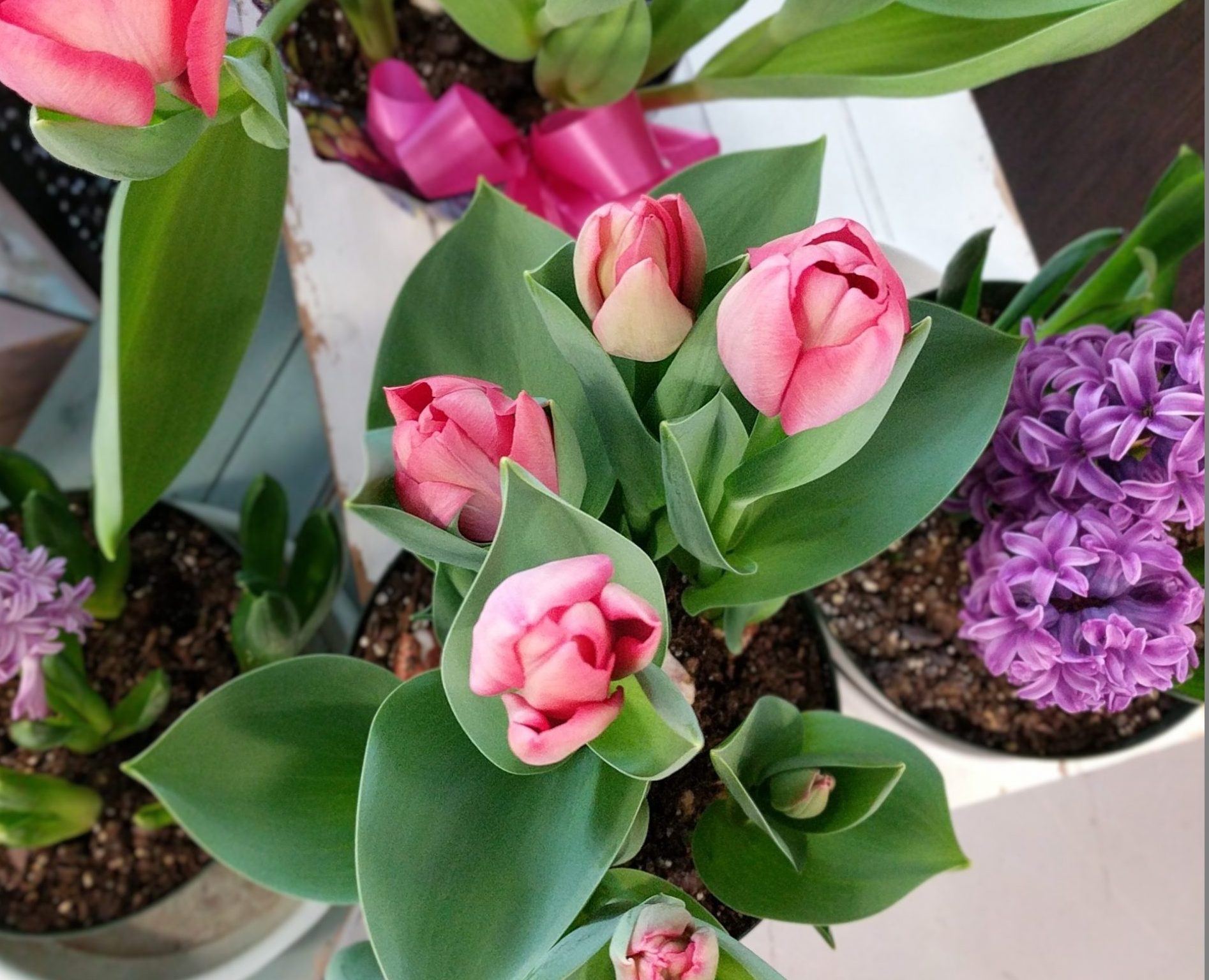 pink tulips from a top angle and purple hyacinth in the early spring