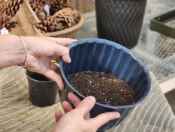 Fill pot half way with well-draining soil