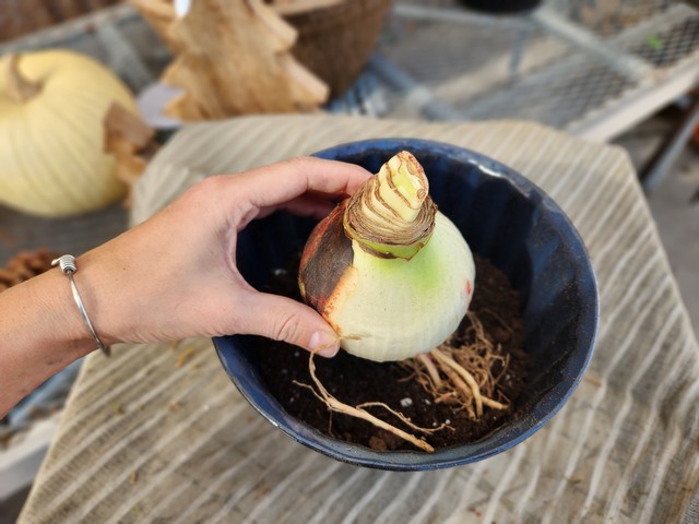 Step-by-Step Amaryllis Bulb Planting