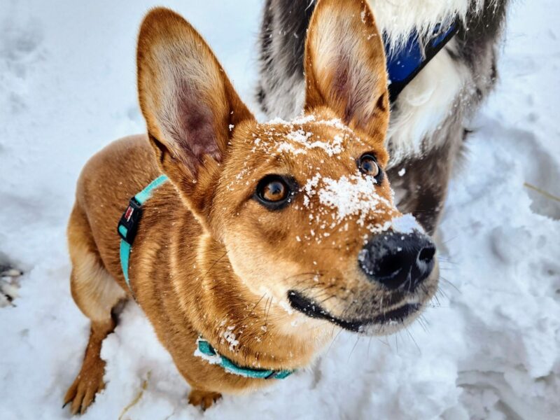 cute large eared dog looking up at the camera