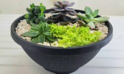 Planter filled with 5 different succulents