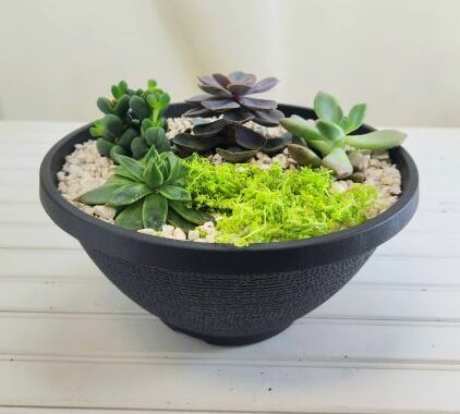 Planter filled with 5 different succulents