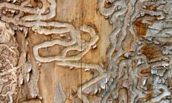 emerald ash borer marking on trees