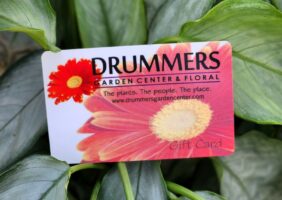drummers gift card sitting on top of houseplant