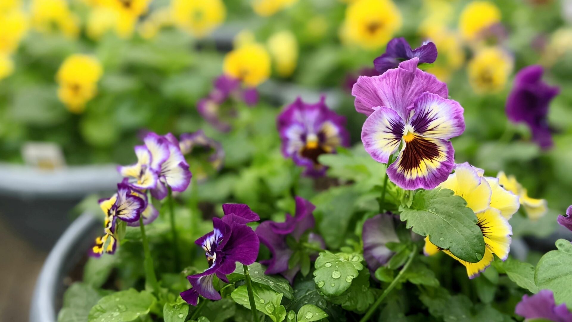 purple and yellow pansy bowls