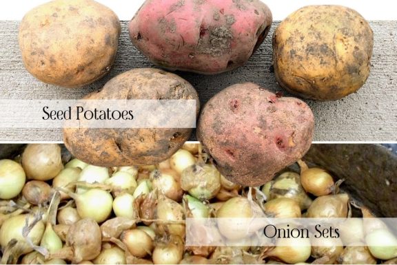 potatoes and onions