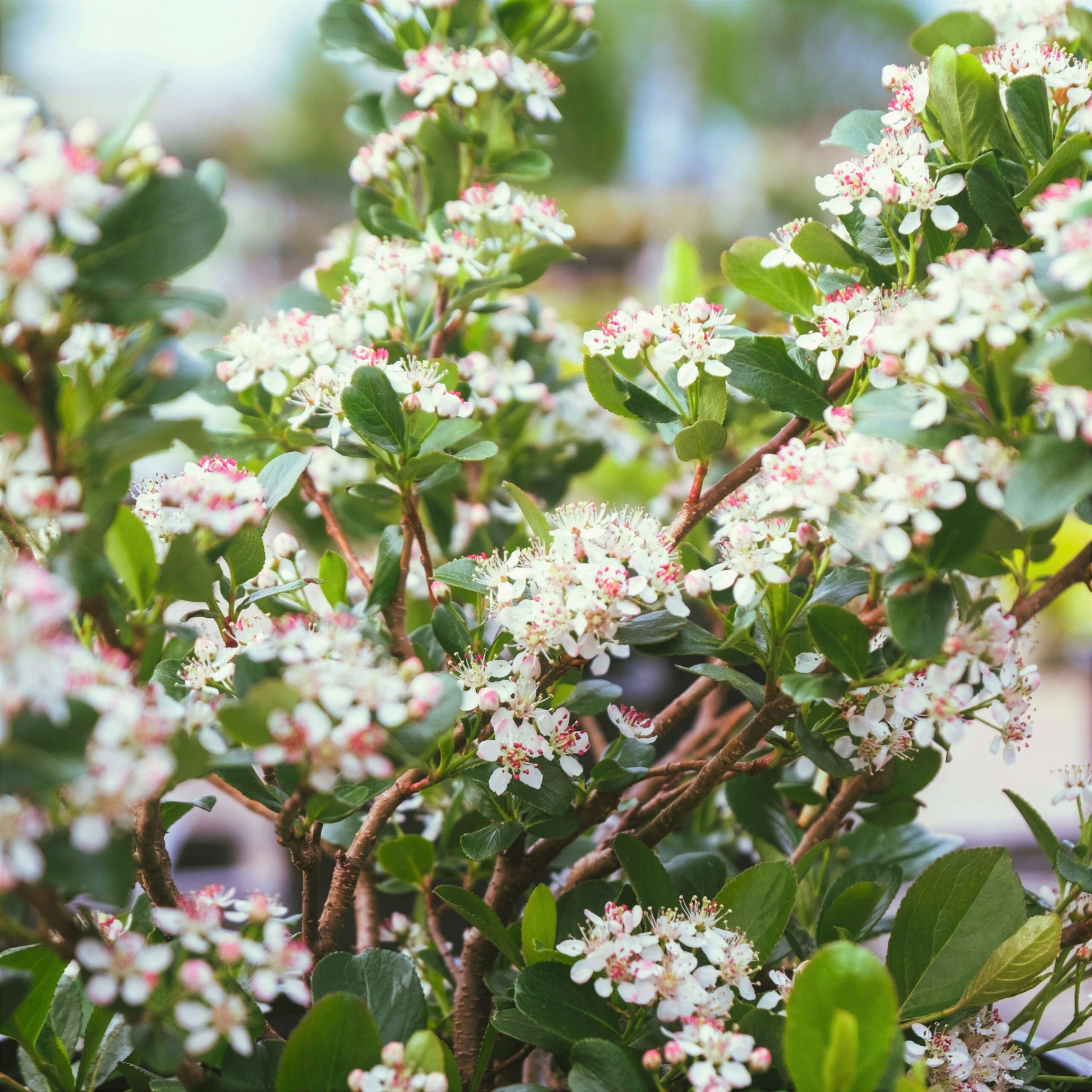 Close up of chokeberry blossoms on a shrub. 