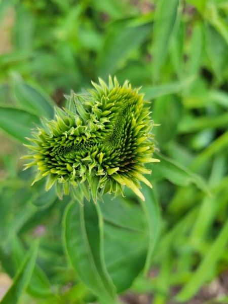 distorted green coneflower afflicted with aster yellows