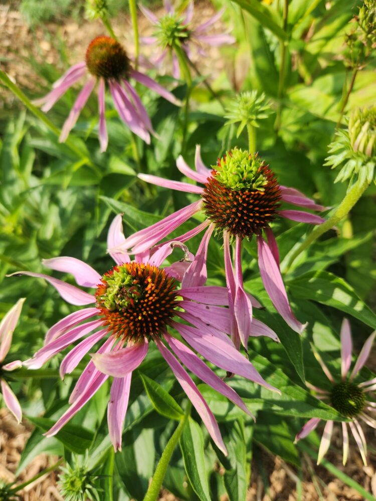 purple flower with green tufts on cones from aster yellows