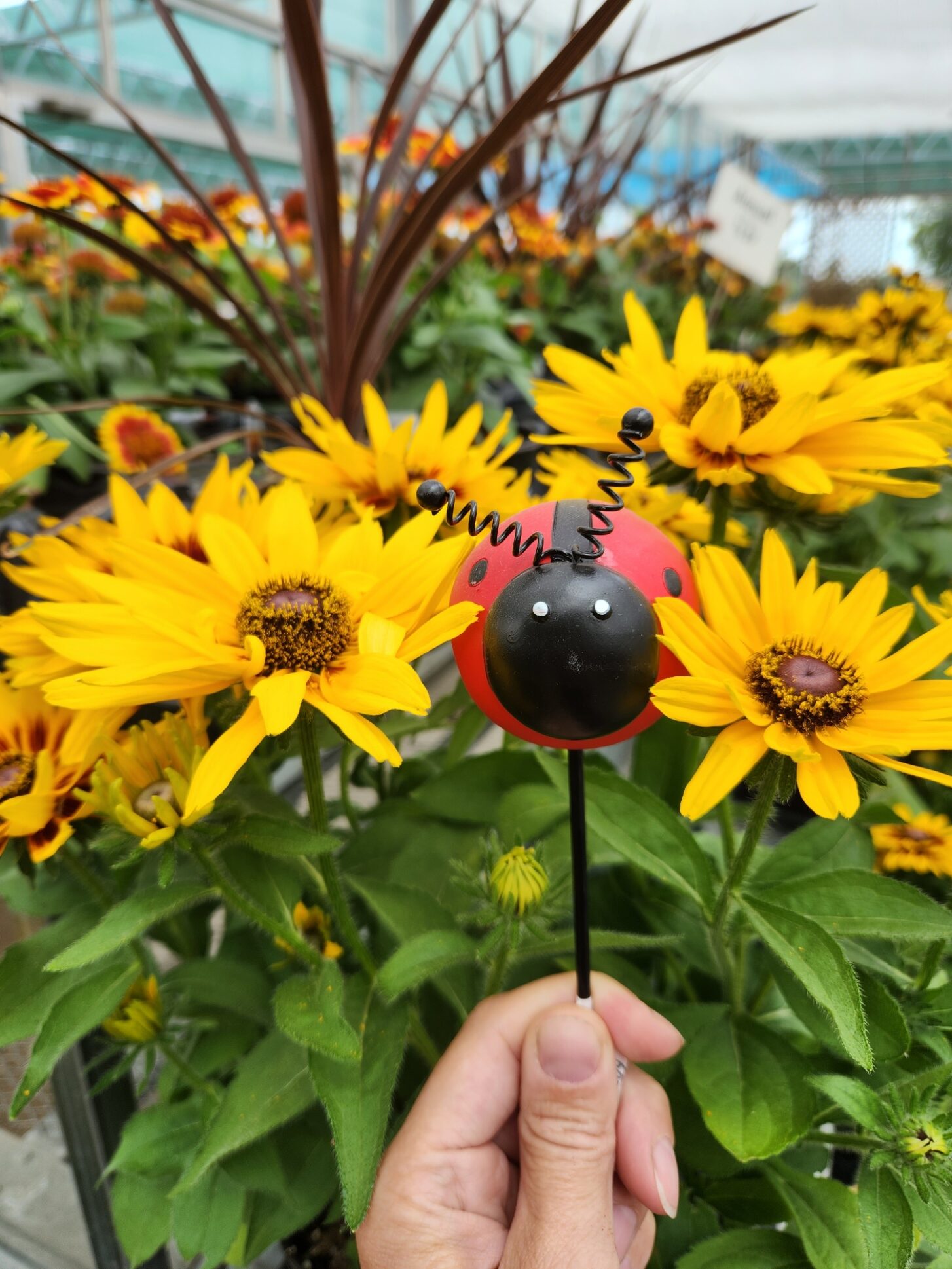 holding a lady bug pic with yellow flowers behind