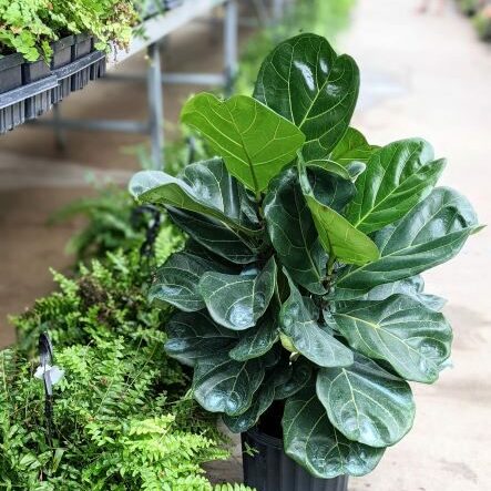 ficus lyrata in greenhouse next to ferns