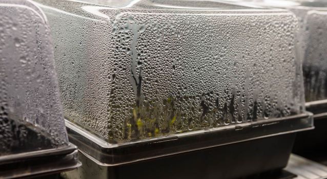 condensation inside a dome with a tray of plants inside.