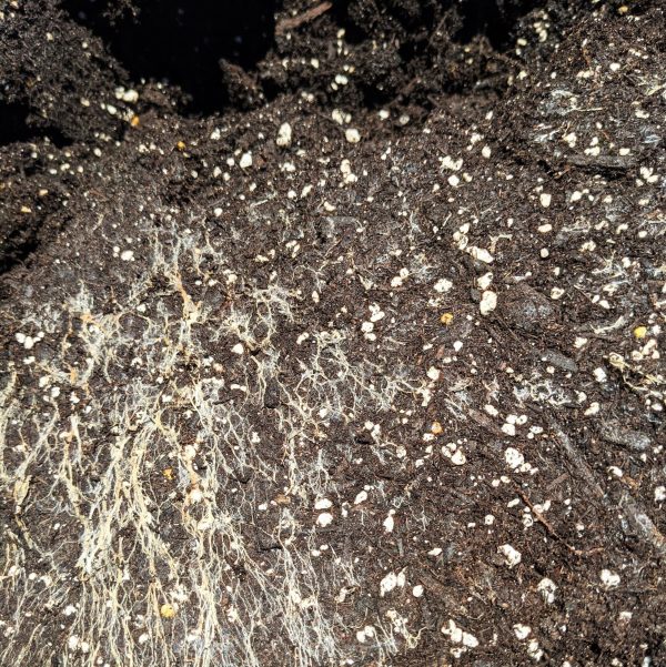 fungal system in potting soil