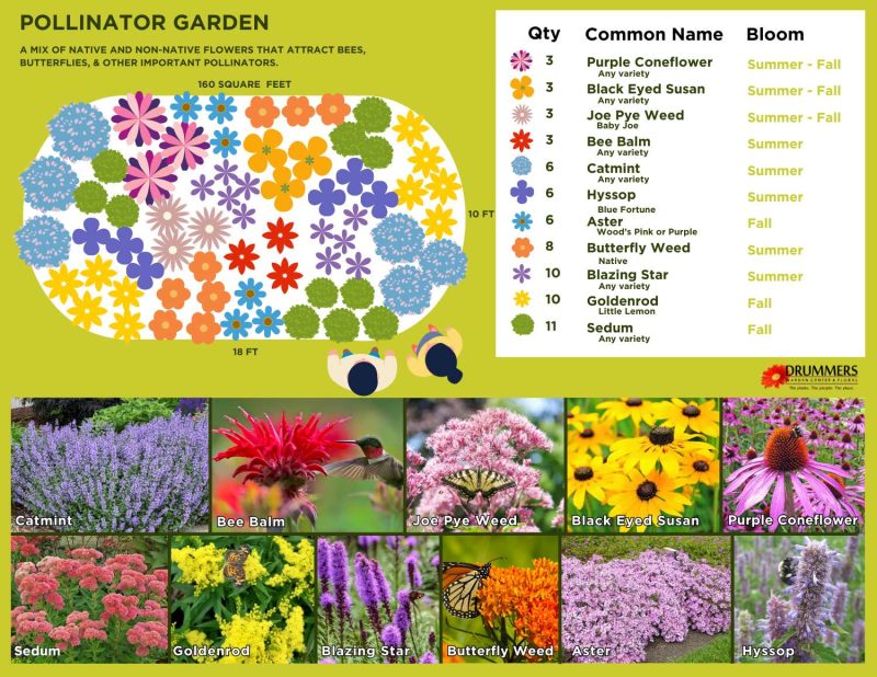 Pollinator Garden using a mix of mn native and non native plant garden plan