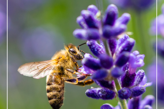 honey bee gathering nectar from a lavender plant