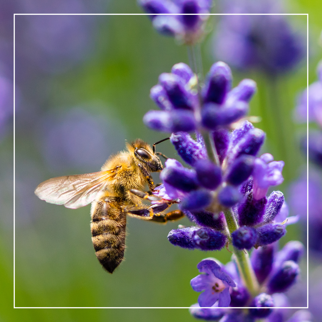 honey bee gathering nectar from a lavender plant