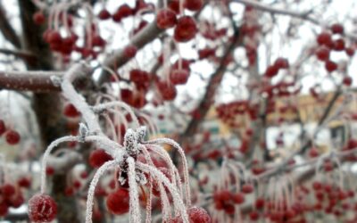 Creating Winter Interest
