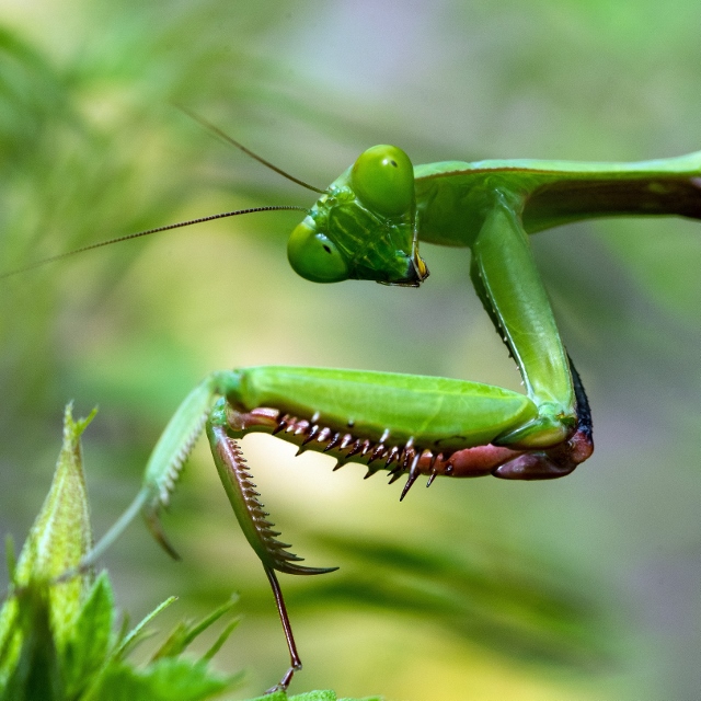 praying mantis looking at camera
