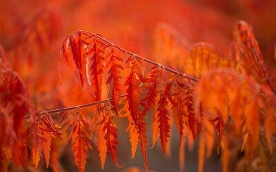 Landscape Shrubs for Autumn Color
