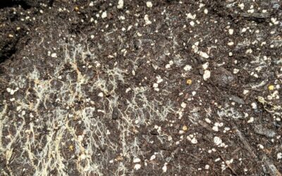 Living Soil – What is it?