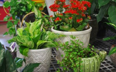 Winter Houseplant Basics