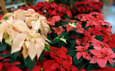 Holiday Houseplants