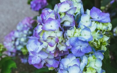 Acidic Soil Loving Plants