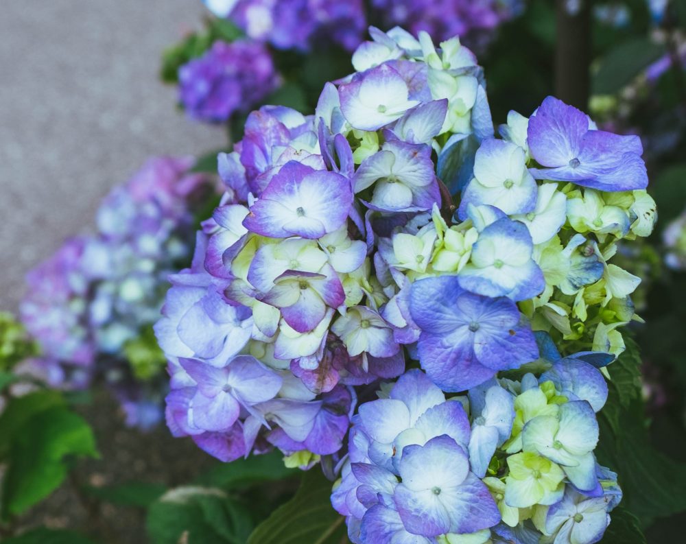 Acidic Soil Loving Plants - Drummers Garden Center & Floral