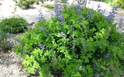 Top 10 Perennials 2019