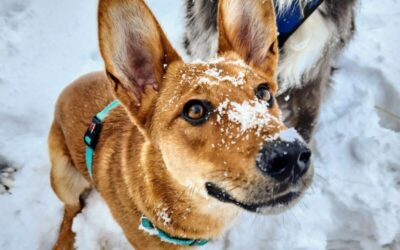 Plant Toxicity – A list of plants safe for pets.