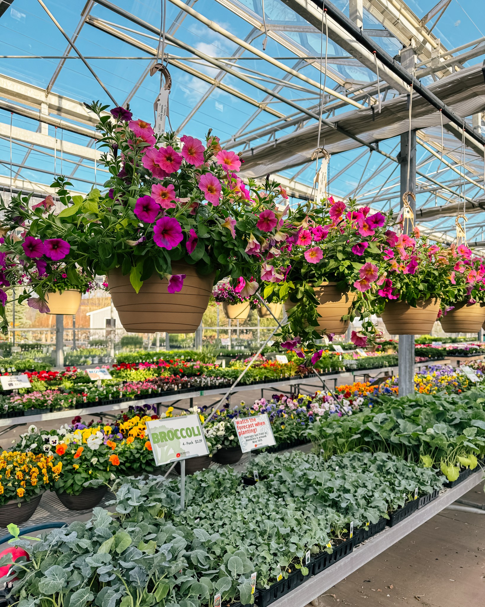 Greenhouse Annuals 